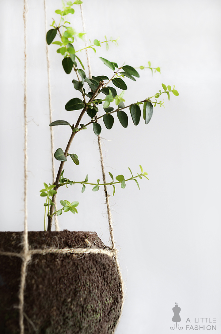 Kokedama pflegeleicht... DIY string garden