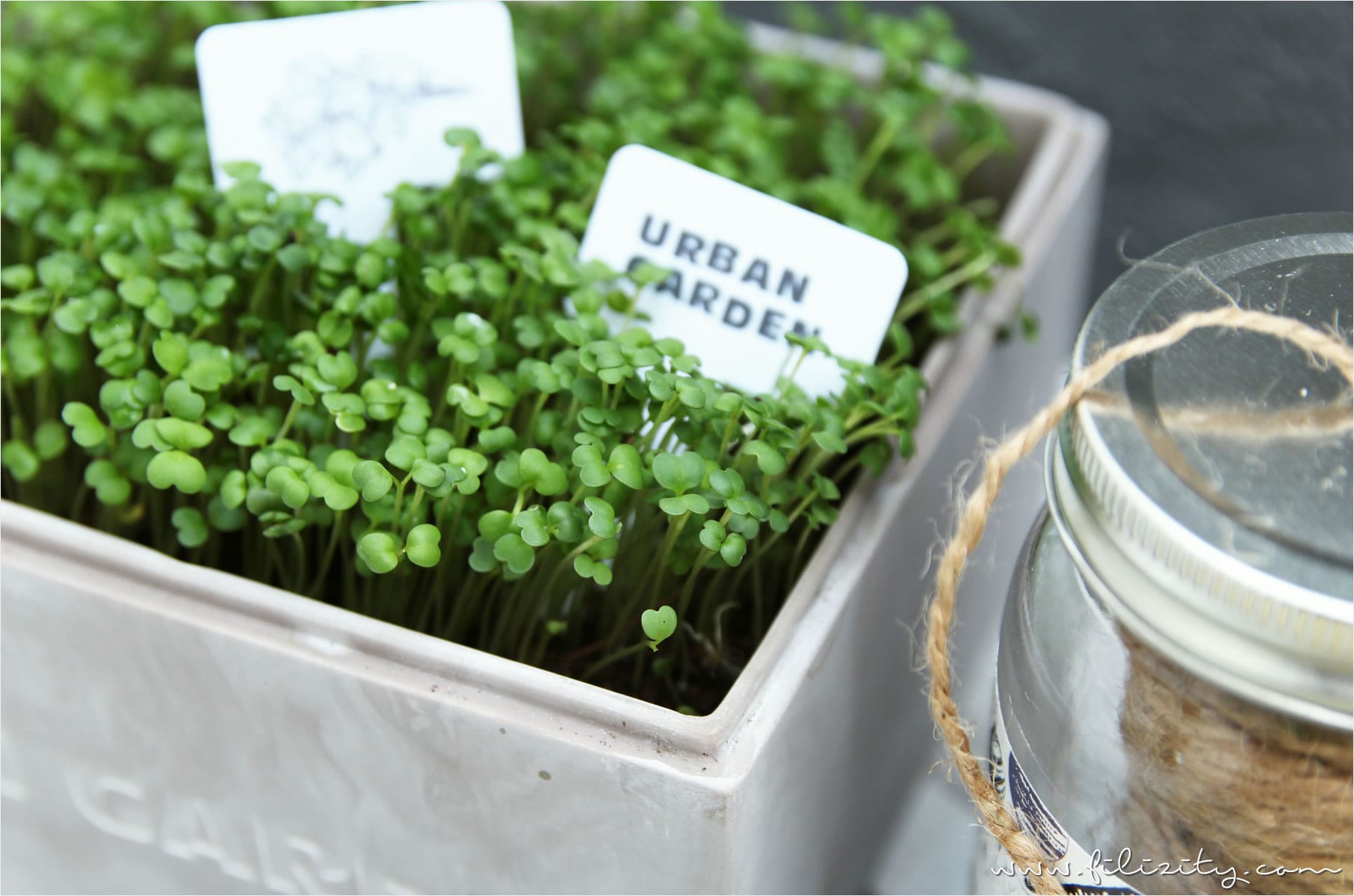 Mini-Spargel-Quiches – Urban Gardening mit Tchibo