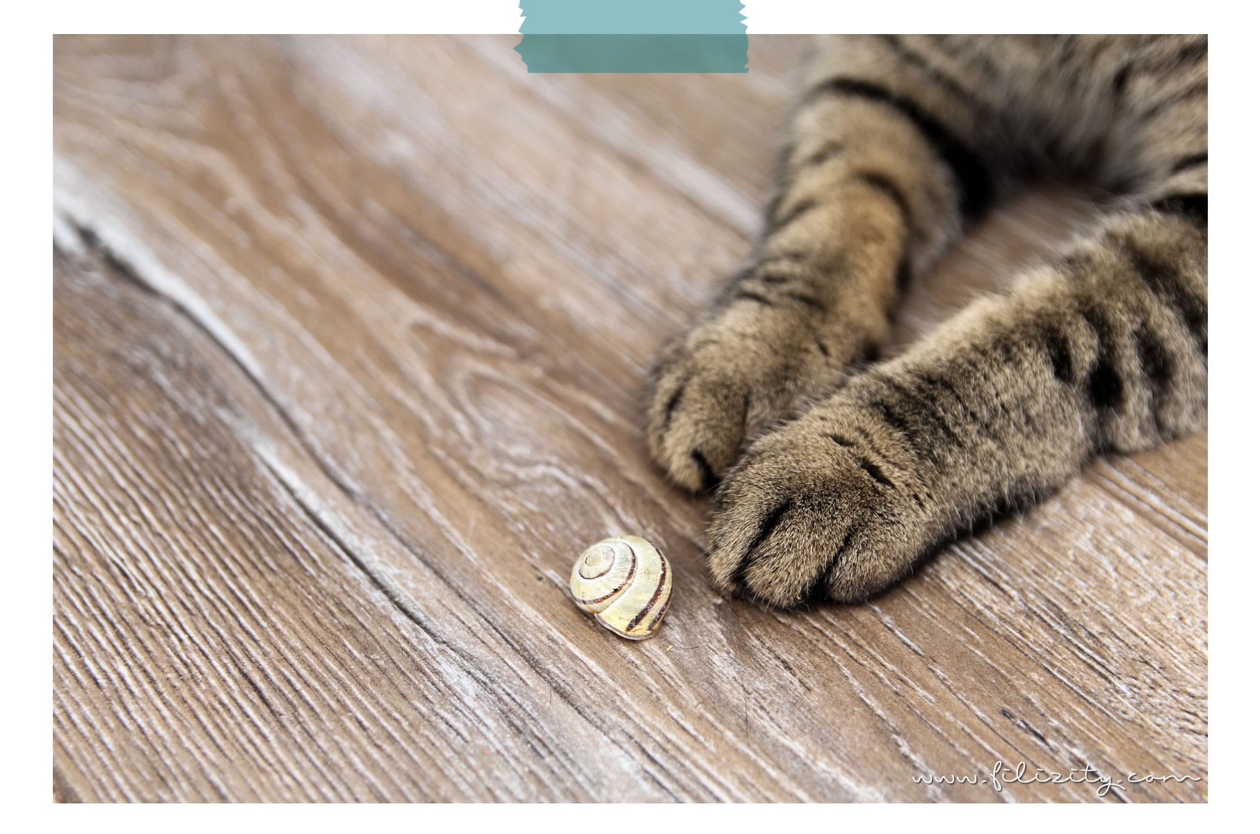 Tagebuch einer Katze mit Purina ONE | Nass- und Trockenfutter-Umstellung