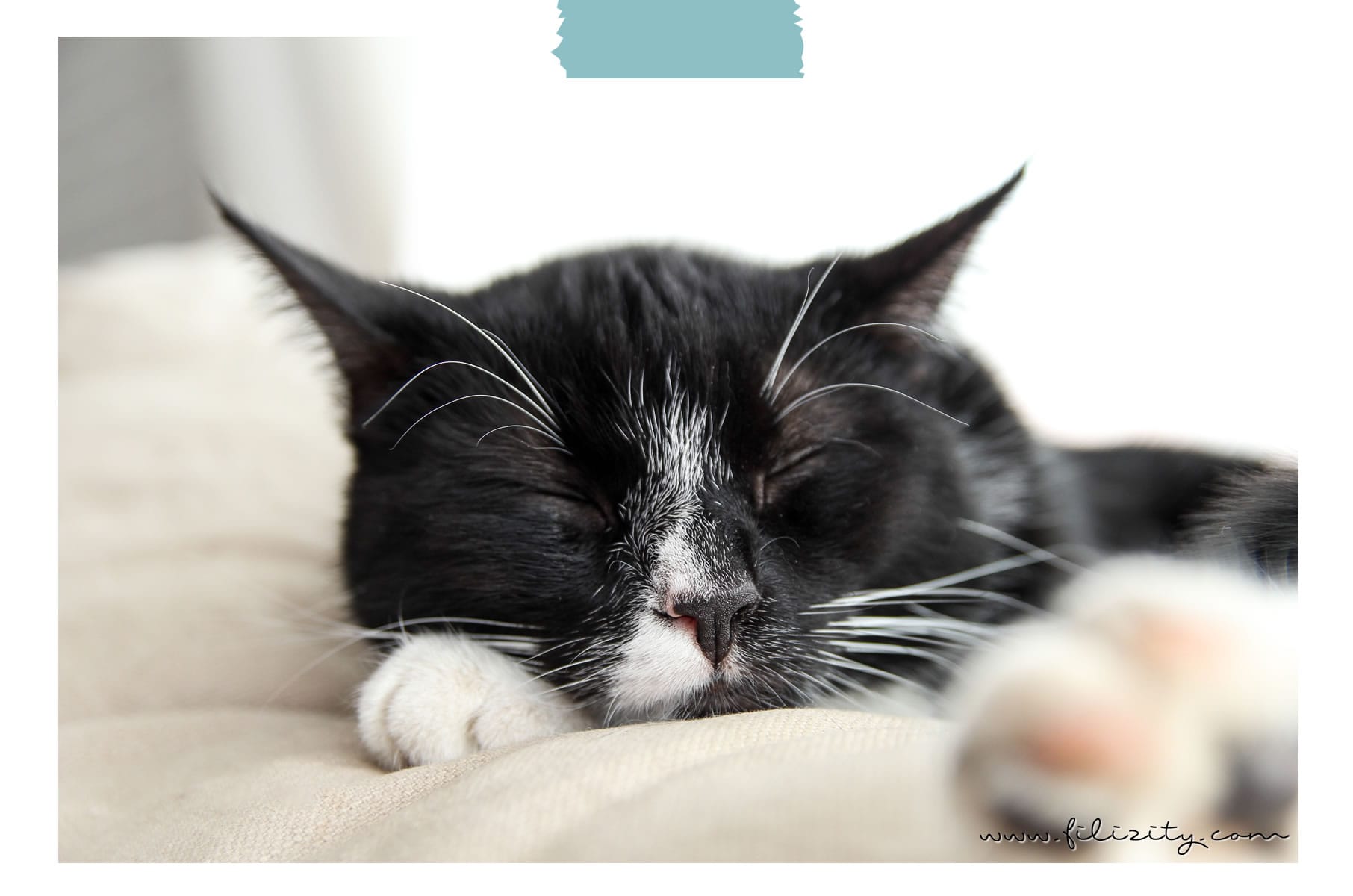 Tagebuch einer Katze mit Purina ONE | Nass- und Trockenfutter-Umstellung