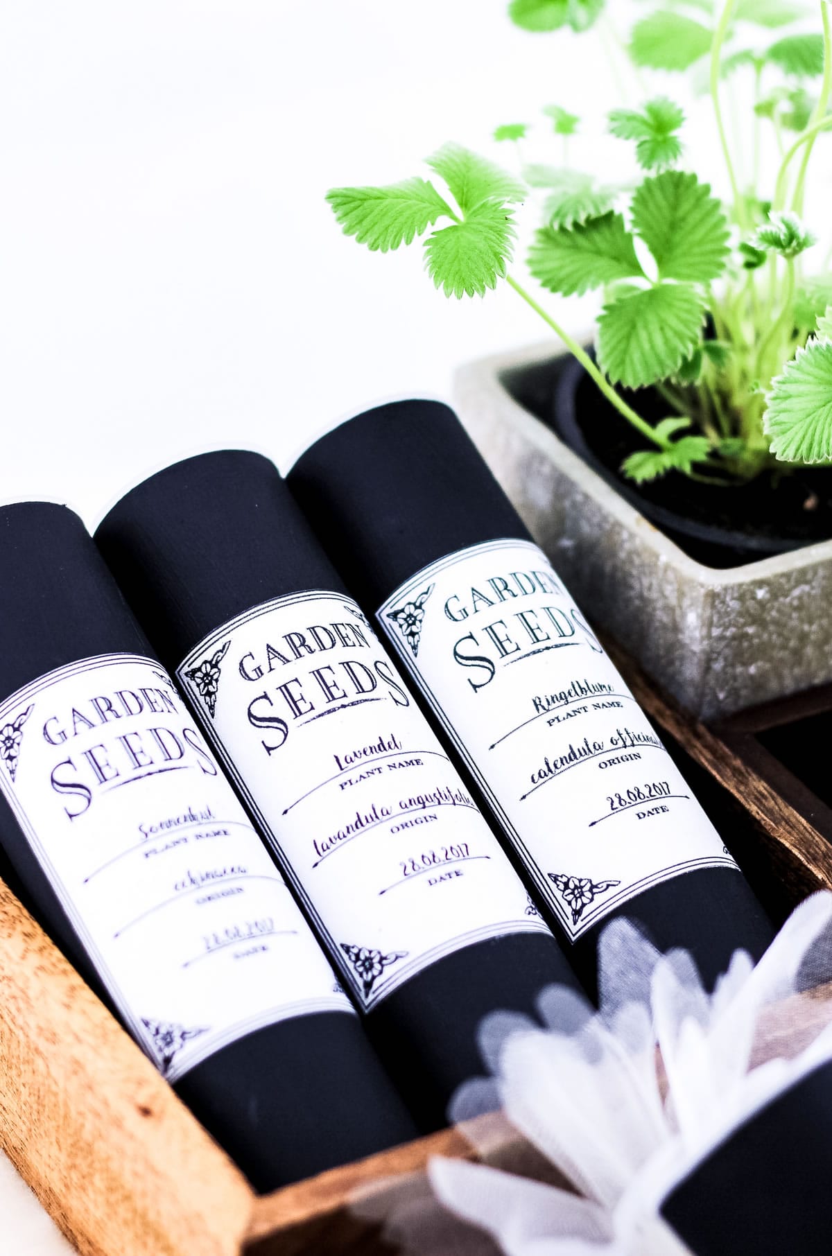 DIY Saatgut-Aufbewahrungsdosen selber machen | Upcycling aus Katzenleckerli-Dosen für mehr Ordnung im Garten | Filizity.com | DIY-Blog aus dem Rheinland #frühling #garten #greenliving