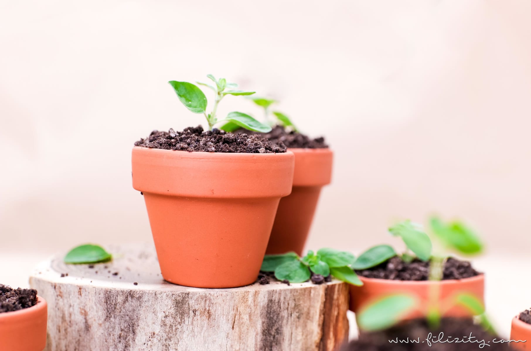 Oreo Dirt Pudding - Schoko-Pudding im Blumentopf mit Kekskrümeln und Kräutern | Perfekt als Dessert und Party-Food für Geburtstage & Co. | Filizity.com | Food-Blog aus dem Rheinland